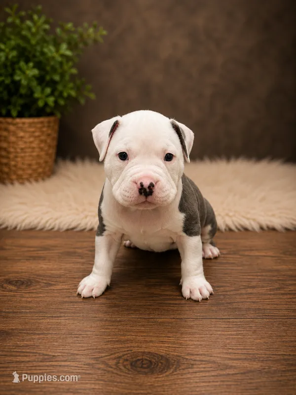Mollie – American Bully puppy for sale in Chicago, IL