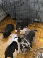 Ke, a female American Bully for sale in Chicago, IL – 3 of 4