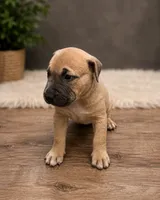 Brownie, a female American Bully for sale in Grand Rapids, MI – 6 of 9