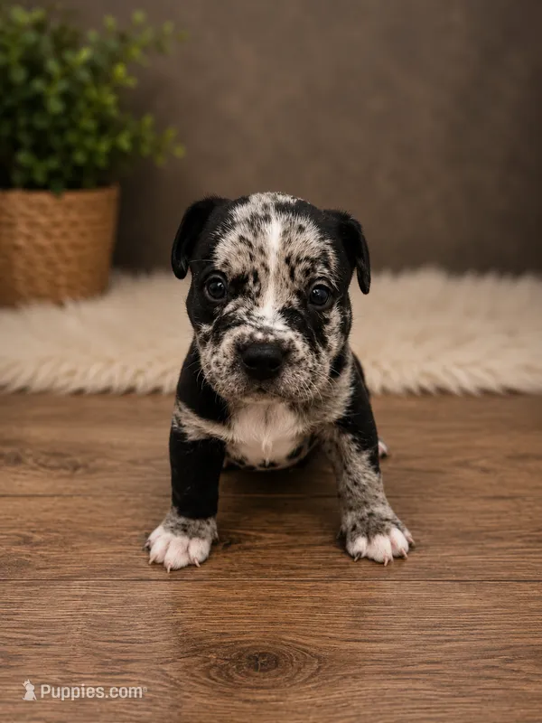Reacher – American Bully puppy for sale in Chicago, IL