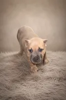 Brownie, a female American Bully for sale in Grand Rapids, MI – 2 of 9