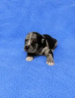 Reacher, a male American Bully for sale in Chicago, IL – 3 of 4