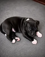 Thor, a male American Bully for sale in Chicago, IL – 1 of 3