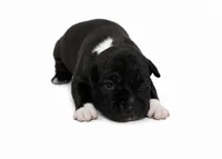 Thor, a male American Bully for sale in Chicago, IL – 2 of 3