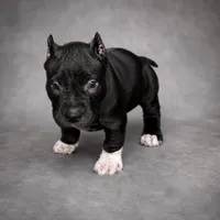 Thor, a male American Bully for sale in Grand Rapids, MI – 2 of 6