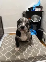 Reacher , a male American Bully for sale in Chicago, IL – 5 of 5