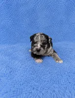 Reacher, a male American Bully for sale in Chicago, IL – 2 of 4