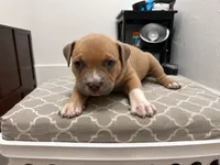 Jazmin, a female American Bully for sale in Grand Rapids, MI – 4 of 8