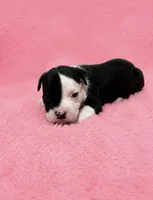 Rosie, a female American Bully for sale in Chicago, IL – 2 of 3