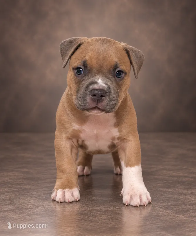 Jazmin – American Bully puppy for sale in Grand Rapids, MI
