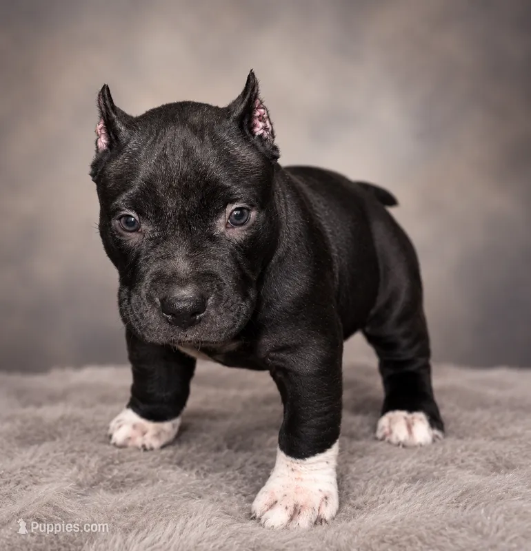 Thor – American Bully puppy for sale in Chicago, IL