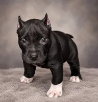 Thor, a male American Bully for sale in Grand Rapids, MI – 1 of 6