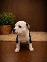 Roxy, a female American Bully for sale in Grand Rapids, MI – 6 of 7