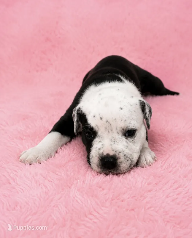 Roxy – American Bully puppy for sale in Chicago, IL