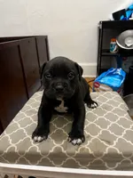 Ke, a female American Bully for sale in Grand Rapids, MI – 3 of 8