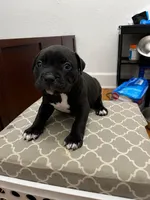 Ke, a female American Bully for sale in Grand Rapids, MI – 6 of 8