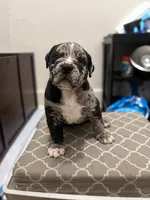 Reacher , a male American Bully for sale in Chicago, IL – 4 of 5