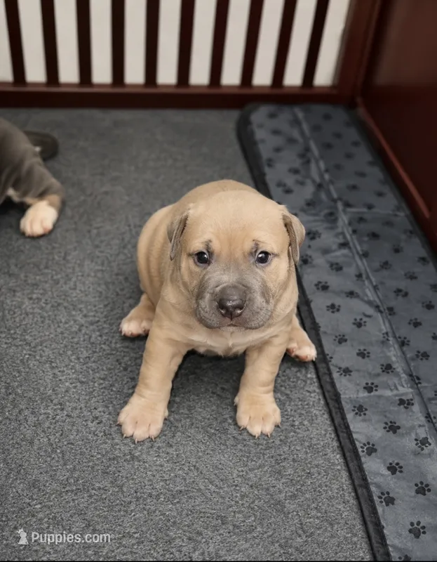 Brownie – American Bully puppy for sale in Chicago, IL