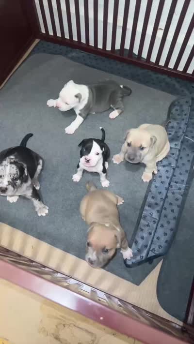 Rosie, a female American Bully for sale in Chicago, IL – 3 of 3