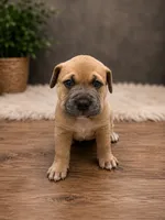 Brownie, a female American Bully for sale in Grand Rapids, MI – 3 of 9