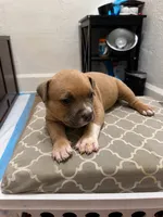 Jazmin, a female American Bully for sale in Grand Rapids, MI – 6 of 8