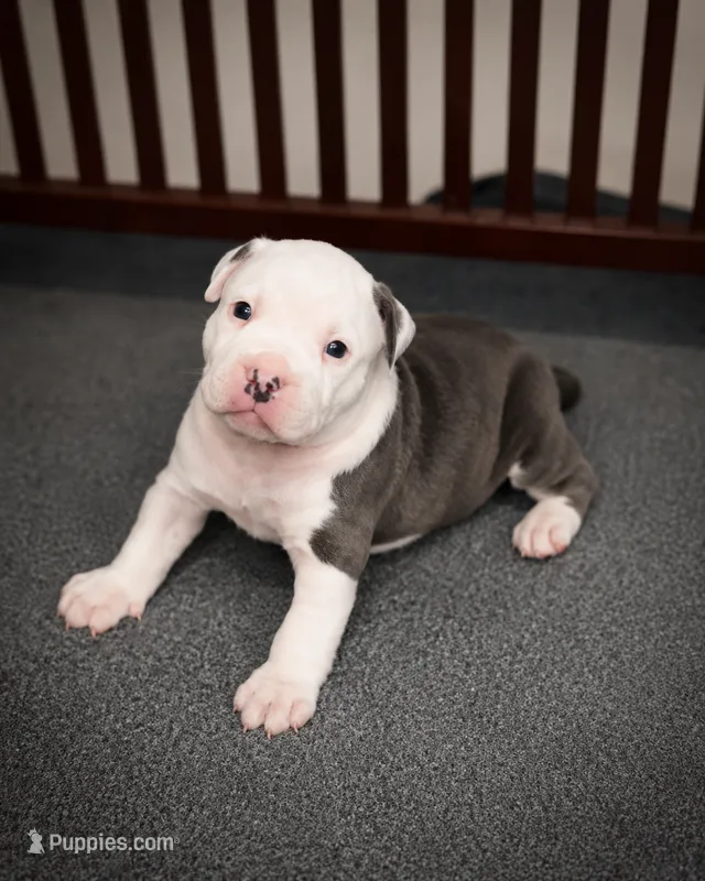 Mollie – American Bully puppy for sale in Chicago, IL