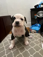 Roxy, a female American Bully for sale in Grand Rapids, MI – 5 of 7