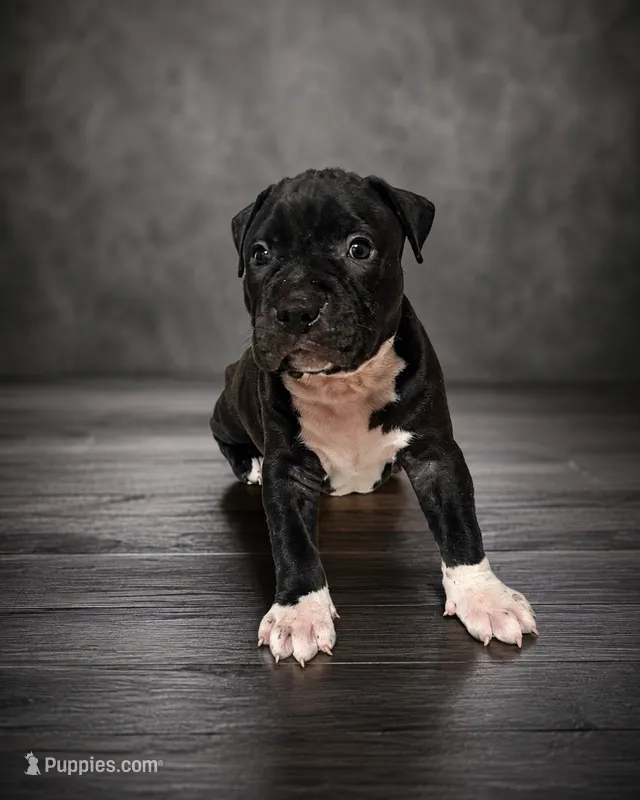 Thor – American Bully puppy for sale in Chicago, IL