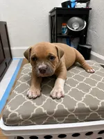 Jazmin, a female American Bully for sale in Grand Rapids, MI – 8 of 8