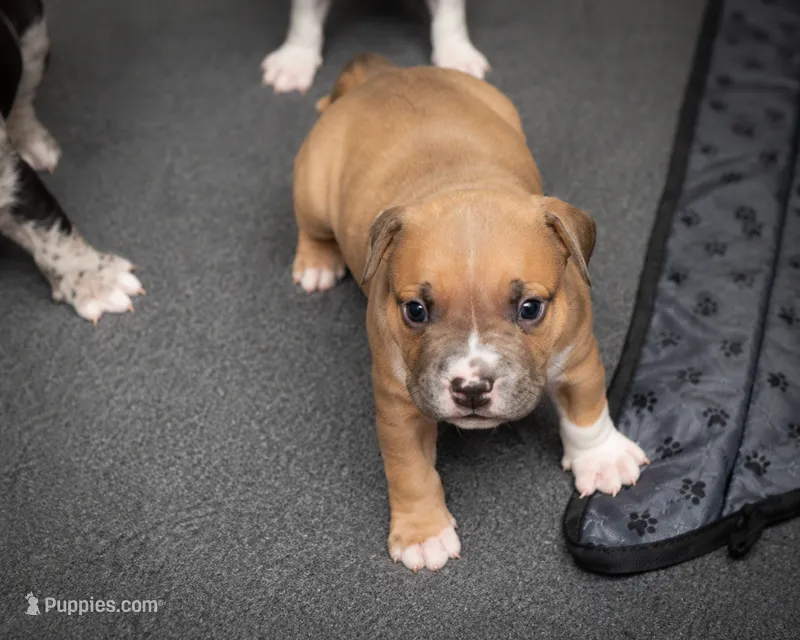 Jazmin – American Bully puppy for sale in Chicago, IL