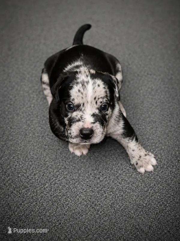 Reacher – American Bully puppy for sale in Lansing, MI