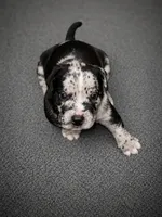 Reacher, a male American Bully for sale in Chicago, IL – 1 of 4