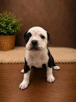 Roxy, a female American Bully for sale in Grand Rapids, MI – 4 of 7