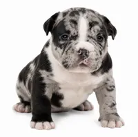 Reacher, a male American Bully for sale in Chicago, IL – 4 of 4