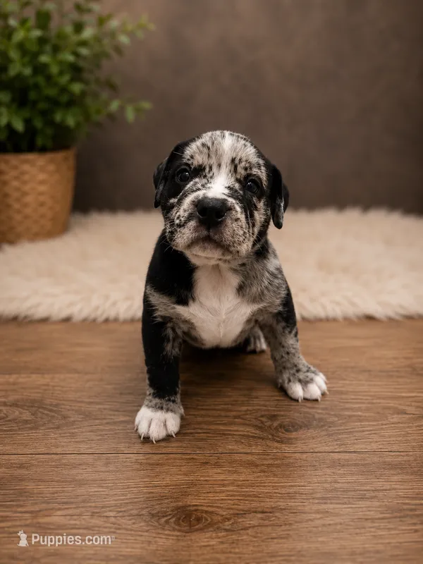 Reacher  – American Bully puppy for sale in Chicago, IL