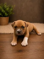 Jazmin, a female American Bully for sale in Grand Rapids, MI – 1 of 8