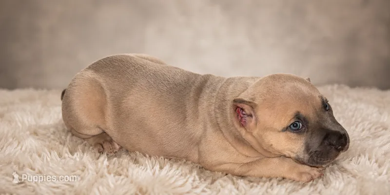 Brownie – American Bully puppy for sale in Chicago, IL