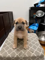 Brownie, a female American Bully for sale in Grand Rapids, MI – 7 of 9