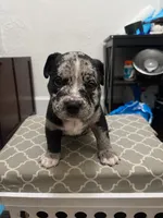 Reacher , a male American Bully for sale in Chicago, IL – 3 of 5