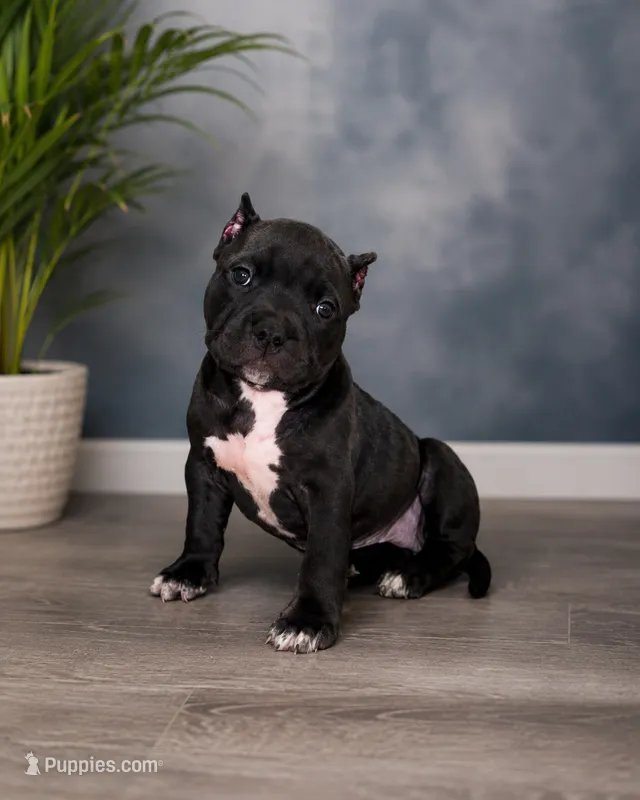 Ke – American Bully puppy for sale in Chicago, IL
