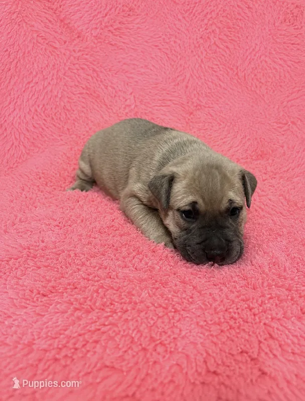 Brownie – American Bully puppy for sale in Lansing, MI