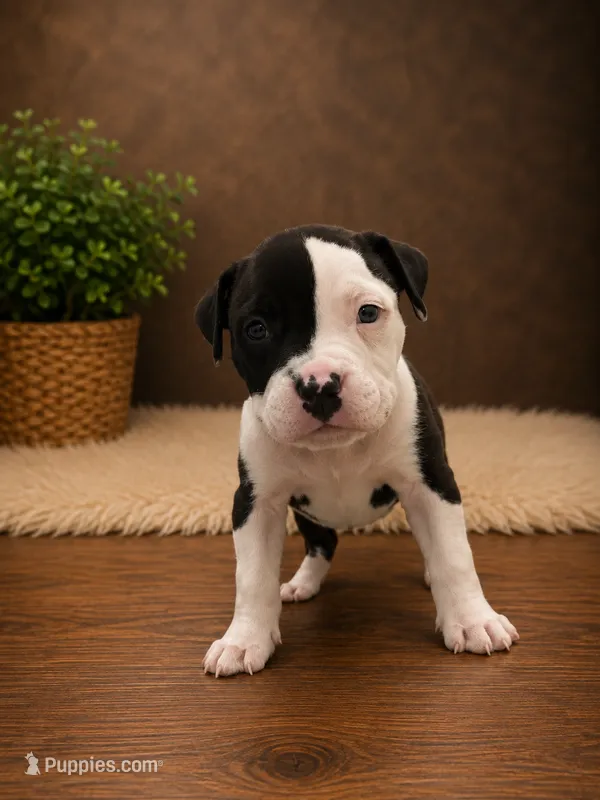 Rosie – American Bully puppy for sale in Chicago, IL