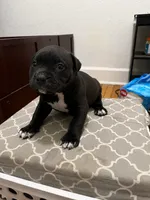 Ke, a female American Bully for sale in Grand Rapids, MI – 8 of 8