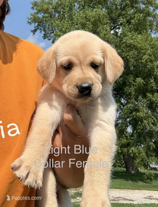 Light Blue Collar – Labrador Retriever puppy for sale in Stuart, IA