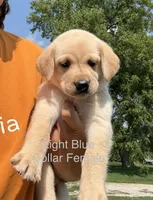 Light Blue Collar, a female Labrador Retriever for sale in Stuart, IA – 1 of 1