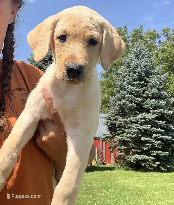 Purple Collar – Labrador Retriever puppy for sale in Stuart, IA