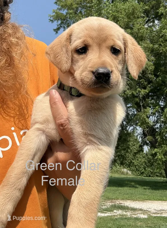 Green Collar – Labrador Retriever puppy for sale in Stuart, IA