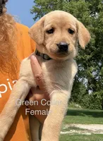 Green Collar, a female Labrador Retriever for sale in Stuart, IA – 1 of 1