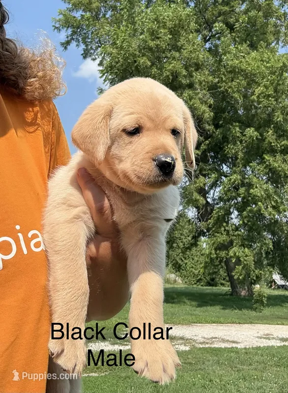 Black Collar – Labrador Retriever puppy for sale in Stuart, IA