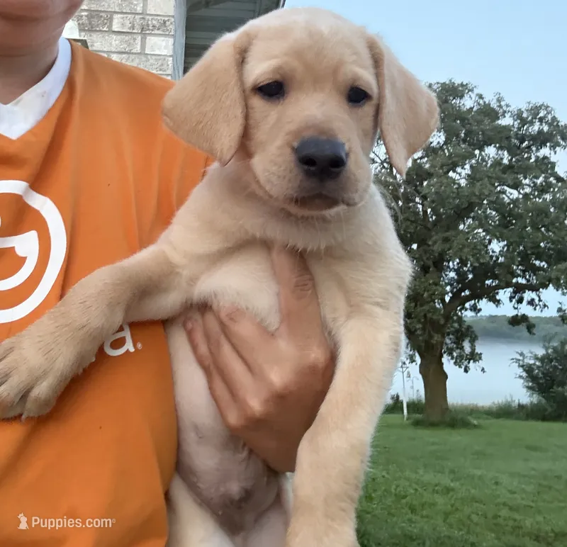 Black Collar – Labrador Retriever puppy for sale in Stuart, IA